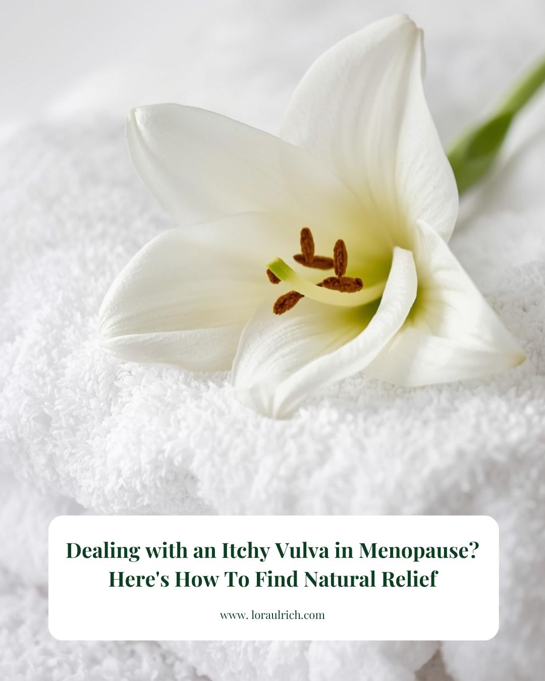 White lily flower on a soft cotton towel representing natural relief for a menopause itchy vulva.