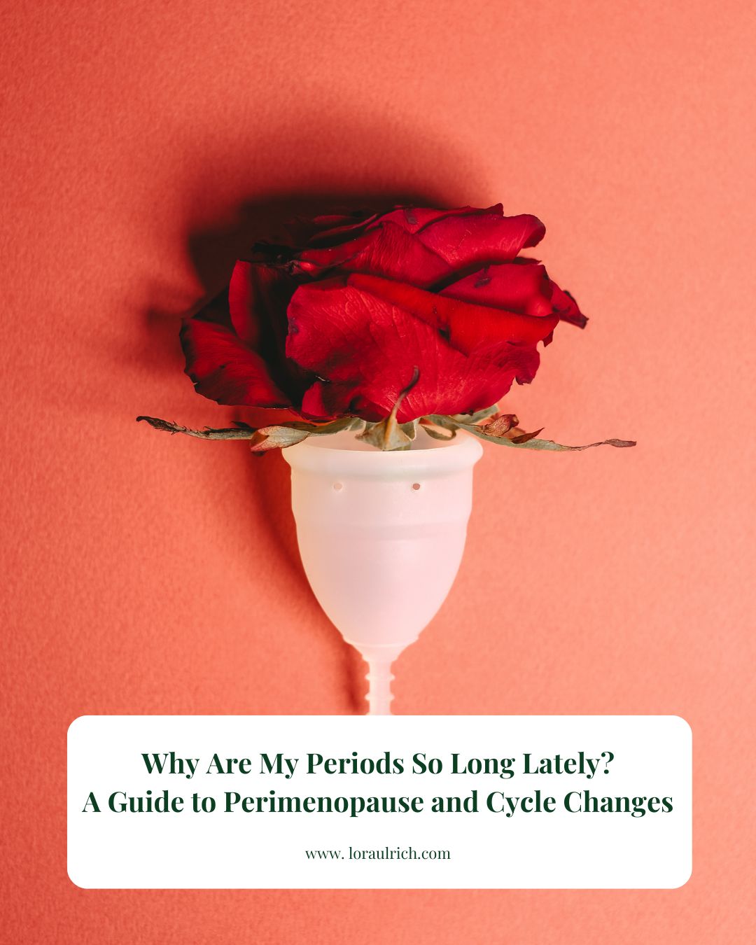 Symbolic image of a red rose in a menstrual cup representing perimenopause long periods and midlife cycle changes.